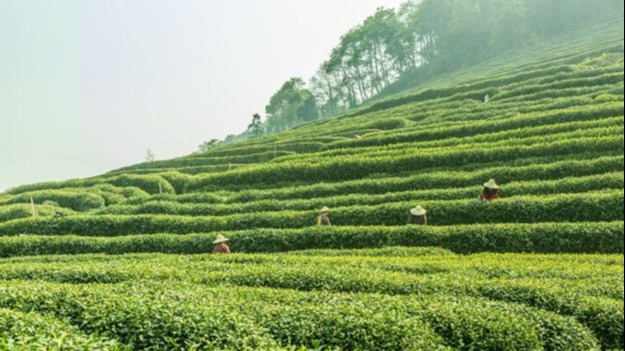 Odoo • Image and Text